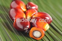 Palm fruit