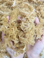 Premium new dry real sea moss Vietnam golden sea moss high quality //Ms.Daisy