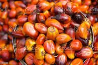 oil Palm fruit