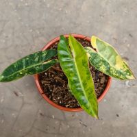 PHILODENDRON BILLIETIAE VARIGATED