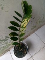 zamio culcas varigated