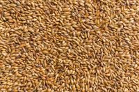  Barley for breweries