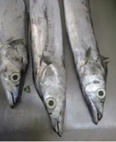 Ribbon Fish Balochistan Frozen Horse Mackerel, Salmon,Eel, Sea Bass Globefish & Tuna Fish