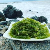 [200 gr] Gold Marine dewatered Sea grapes rich in nutrients, good for health