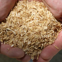 Rice Husk Good Price Agricultural Waste Using For Fossil Fuels Energy Wood Pellets Made In Vietnam