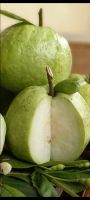 SEEDLESS GUAVA (CRYSTAL GUAVA)