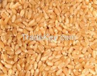 Wheat grains