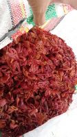 Mace / Fuli / Nutmeg Flower from Indonesia. Premium Export Grade