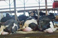 Quality Holstein Friesian Dairy Cows and Pregnant Holstein Heifers Cows-Farm Products