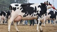 Healthy Pregnant Holstein Heifers, Jersey cows for sale with high quality milk production.