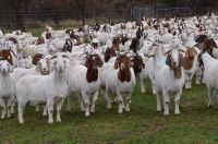 Full Blood Live Boer Goats / Pureblood Mature Boar Goat For Sale