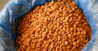 Sweet South African Almonds Nuts Available/ Raw Almonds Nuts Ready