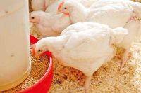 High Quality Chicken feed/Starter/Grower , Finisher & Layer feeds