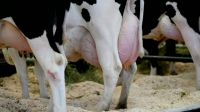 Holstein Cows /pregnant Cows