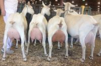 pregnant Saanen Goats for sale