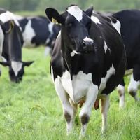 Holstein Friesian Dairy Cows and Pregnant Holstein Heifers Cows-Farm Products