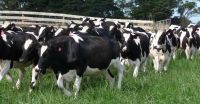 Pregnant Holstein Heifers, Jersey Cows For Sale With High Quality Milk Production.