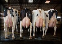Pregnant Holstein Heifers cows/Holstein heifers / Friesian cattle