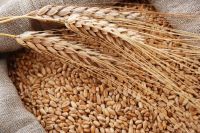 Wheat of Class 3