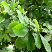 Indian Almon Or Bengal Almon Tree (terminalia Catappa)