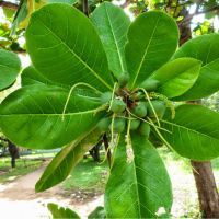 Indian Almon Or Bengal Almon Tree (terminalia Catappa)