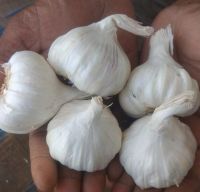 FRESH GARLIC