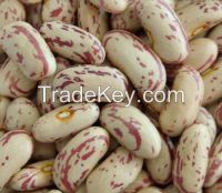 Light speckled kidney beans