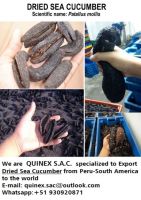 Dried Sea Cucumber