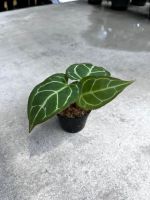 https://es.tradekey.com/product_view/Anthurium-Crystallinum-10065231.html