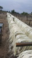 Buy Sisal Fiber Ug / Ssug Grades