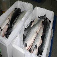 Frozen Salmon Fish Origin Norway