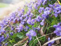 Violet Flowers (dried plant) Flores Viola odorata