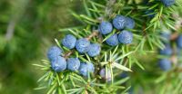 Juniper (dried fruit) Juniperus Communis