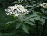 Elderberry Plant (dried Plant) Sambucus Nigra