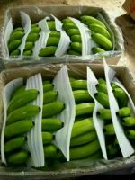 Green Cavendish Banana