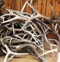 Antlers for TCM or Pet Food