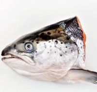 Fish Frames & Heads
