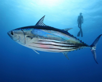Tuna OTORO