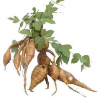 Kudzu Roots & Roots Powder