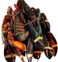 Seafood Fresh And Frozen Lobster, Frozen Lobster, Frozen Lobster Tails Fresh Lobsters Canadian