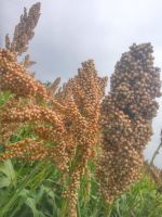 Sorghum