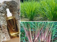 Citronella Oil, Direct from Farmer-Indonesia