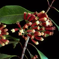 Clove Oil Direct from Farmer-Indonesia