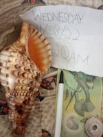 Female Conch shell