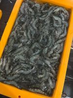 Frozen Black Tiger Shrimp