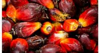 palm kernel and palm oil