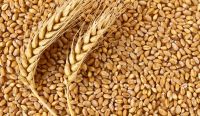 Soft wheat