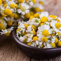 Egyptian Chamomile