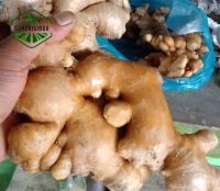 Ginger dried Premium Quality +62812 8009 9571