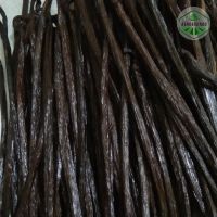 Vanilla beans tahitian and planifolia Premium Quality +62812 8009 9571